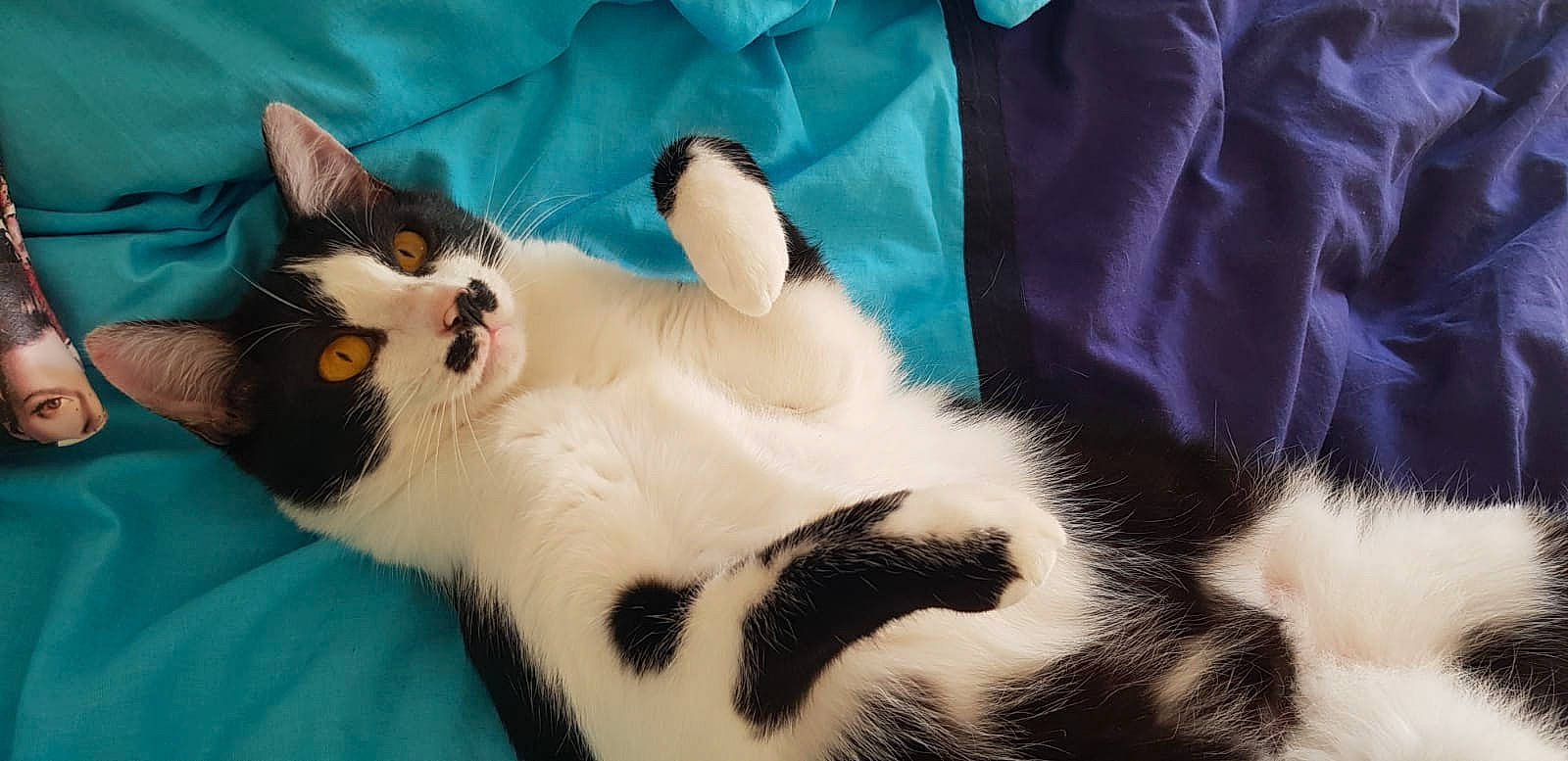 Pistache participe au concours pour gagner de l'argent avec cette photo : aegean_cat, american_wirehair, carnivore, cat, domestic_short_haired_cat, ear, felidae, fur, japanese_bobtail, kitten, mammal, paw, small_to_medium_sized_cats, tail, whiskers