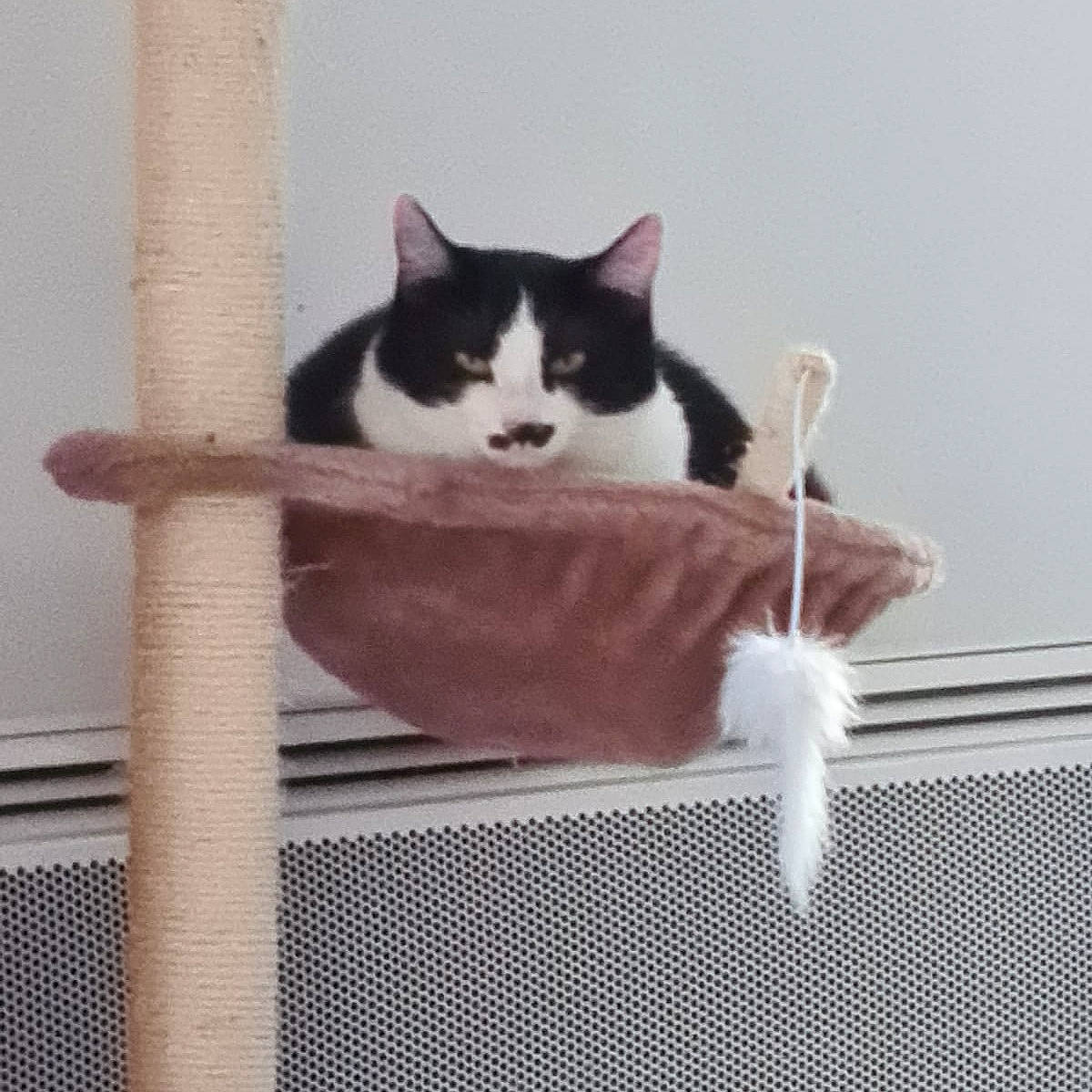 Pistache participe au concours pour gagner de l'argent avec cette photo : aegean_cat, animal_shelter, carnivore, cat, domestic_short_haired_cat, felidae, kitten, polydactyl_cat, small_to_medium_sized_cats, tail, whiskers