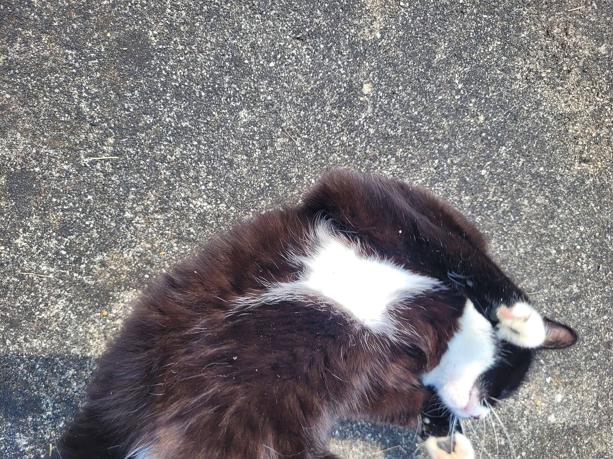 Pelote a rejoint le concours — aidez-le/la à gagner de superbes lots ! asphalt, canidae, carnivore, cat, dog_breed, domestic_short_haired_cat, felidae, fur, paw, road_surface, shadow, small_to_medium_sized_cats, snout, soil, sporting_group, tail, terrestrial_animal, tints_and_shades, whiskers