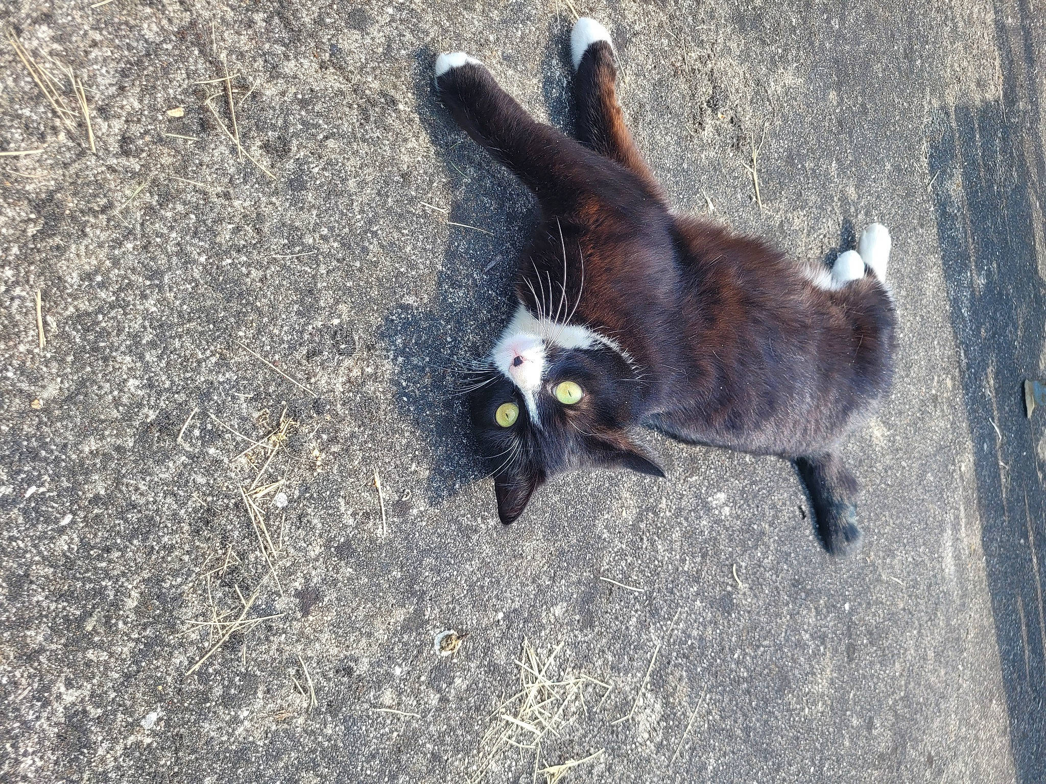 Pelote a rejoint le concours — aidez-le/la à gagner de superbes lots ! asphalt, beak, black_cat, canidae, carnivore, claw, dog_breed, eye, felidae, fur, head, paw, road_surface, small_to_medium_sized_cats, snout, soil, sporting_group, tail, terrestrial_animal, whiskers