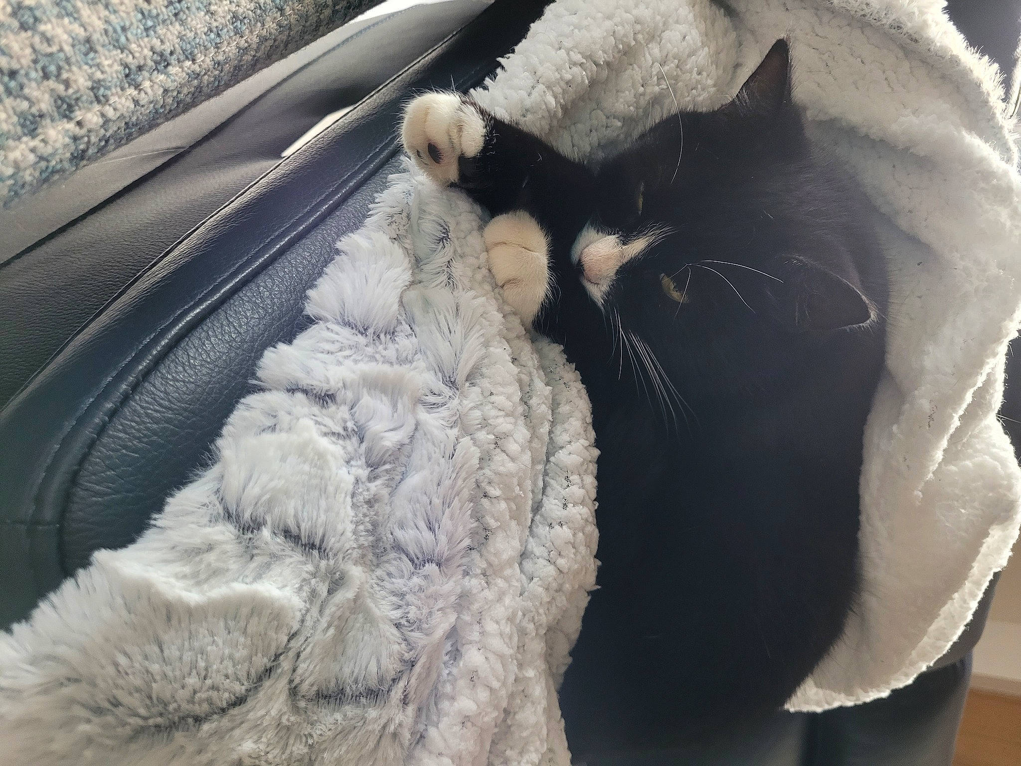 Pelote a rejoint le concours — aidez-le/la à gagner de superbes lots ! auto_part, carnivore, cat, comfort, domestic_short_haired_cat, felidae, fur, grey, linens, luggage_and_bags, paw, personal_luxury_car, small_to_medium_sized_cats, snout, tail, textile, tints_and_shades, vehicle_door, whiskers, window