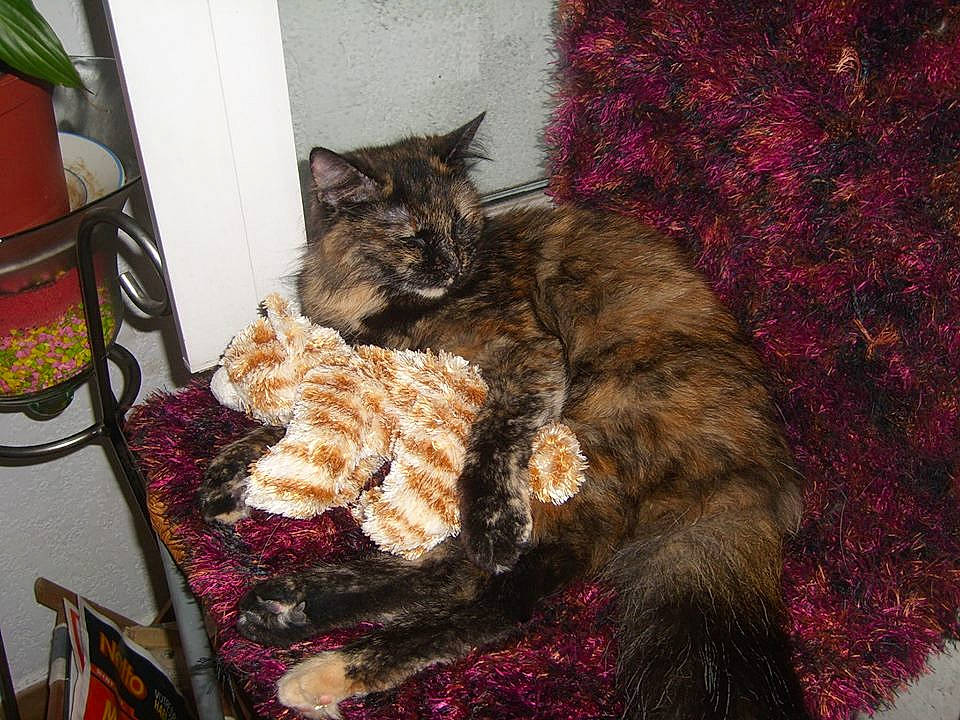 Fifille participe au concours pour gagner de l'argent avec cette photo : asian, carnivore, cat, domestic_short_haired_cat, dragon_li, european_shorthair, fawn, felidae, fur, german_rex, kitten, kurilian_bobtail, maine_coon, norwegian_forest_cat, polydactyl_cat, small_to_medium_sized_cats, tabby_cat, tail, whiskers, wild_cat