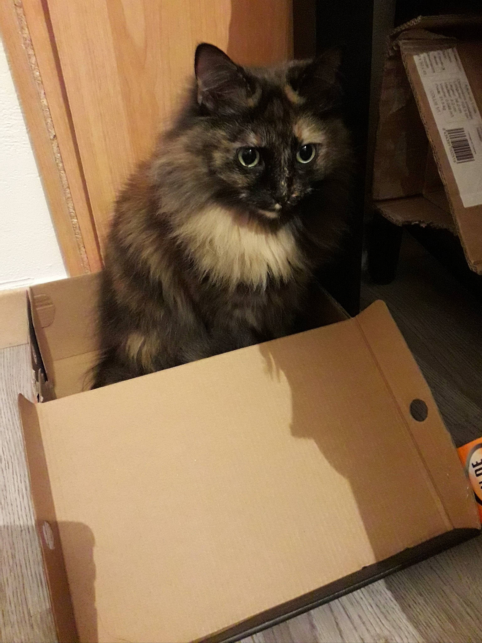 Fifille participe au concours pour gagner de l'argent avec cette photo : box, cardboard, carnivore, cat, domestic_long_haired_cat, fawn, felidae, fur, kitten, maine_coon, norwegian_forest_cat, packaging_and_labeling, ragamuffin, small_to_medium_sized_cats, whiskers