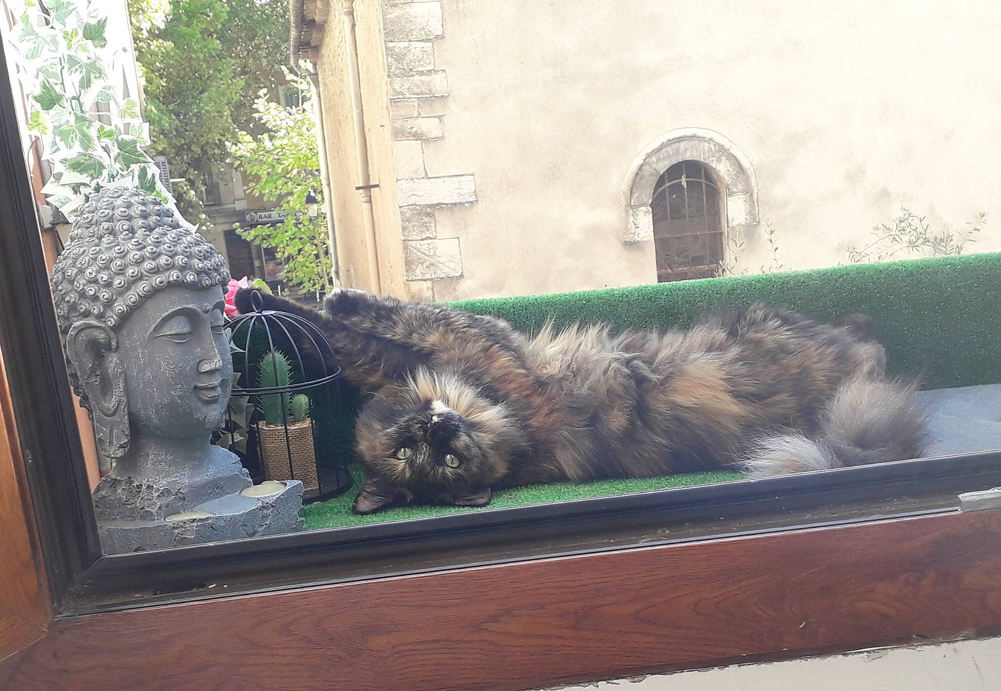 Fifille a rejoint le concours — aidez-le/la à gagner de superbes lots ! canidae, carnivore, cat, caucasian_shepherd_dog, dog, dog_breed, felidae, sarplaninac, small_to_medium_sized_cats, window