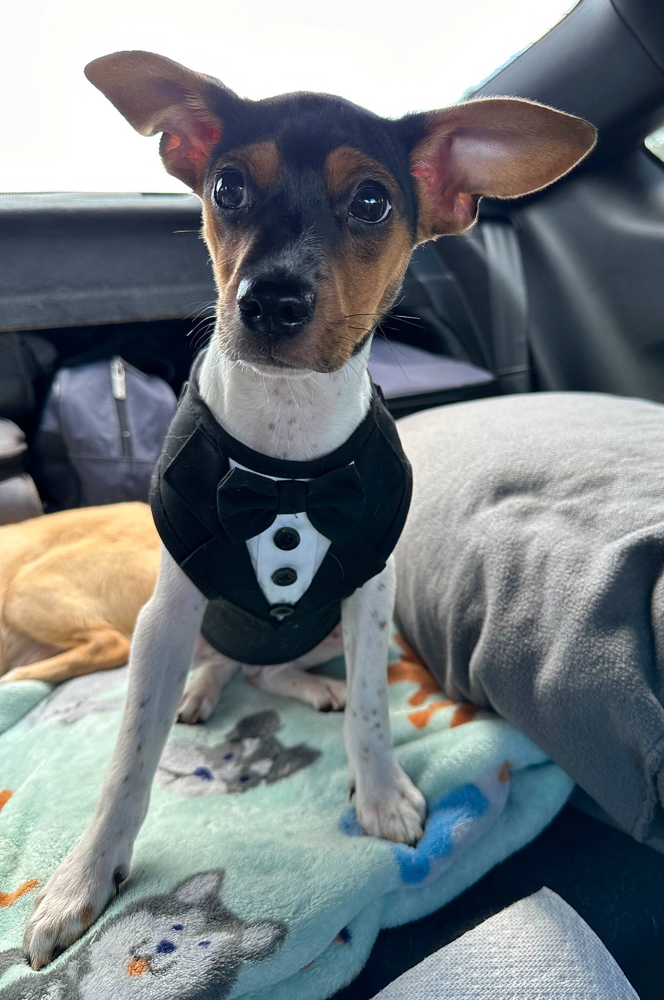 Mr. Mosley is registered to the contest to win money with this photo: canidae, carnivore, collar, companion_dog, dog, dog_breed, dog_collar, dog_supply, fawn, grey, guard_dog, hound, pet_supply, snout, sporting_group, terrier, toy_dog, whiskers, working_animal, working_dog