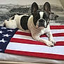 dog, french_bulldog, bed, blanket, american_flag, pet, indoor, resting, animal, cute, ears, fur, black_and_white, portrait, calm, looking_at_camera, home, cozy, domestic, relaxed