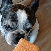 Maïko participe au concours pour gagner de l'argent avec cette photo : animal, brown, canine, closeup, cracker, curious, dog, ears, floor, food, french_bulldog, hand, indoor, kitchen, looking, pet, portrait, sniffing, stove, white