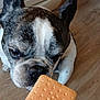 dog, french_bulldog, cracker, hand, kitchen, floor, stove, pet, sniffing, curious, brown, white, ears, closeup, indoor, animal, canine, food, looking, portrait