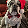 Maïko a rejoint le concours — aidez-le/la à gagner de superbes lots ! animal, blanket, bow_tie, christmas, couch, cozy, cute, dog, french_bulldog, fur, holiday, home_decor, indoor, paw, pet, pet_accessory, portrait, santa_hat, sitting, stone_wall