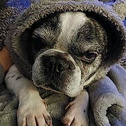 Maïko participe au concours pour gagner de l'argent avec cette photo : animal, blanket, canine, closeup, companion, cozy, cute, dog, fur, fur_pattern, hood, indoor, paws, pet, relaxing, resting, sleepy, snout, soft, warm