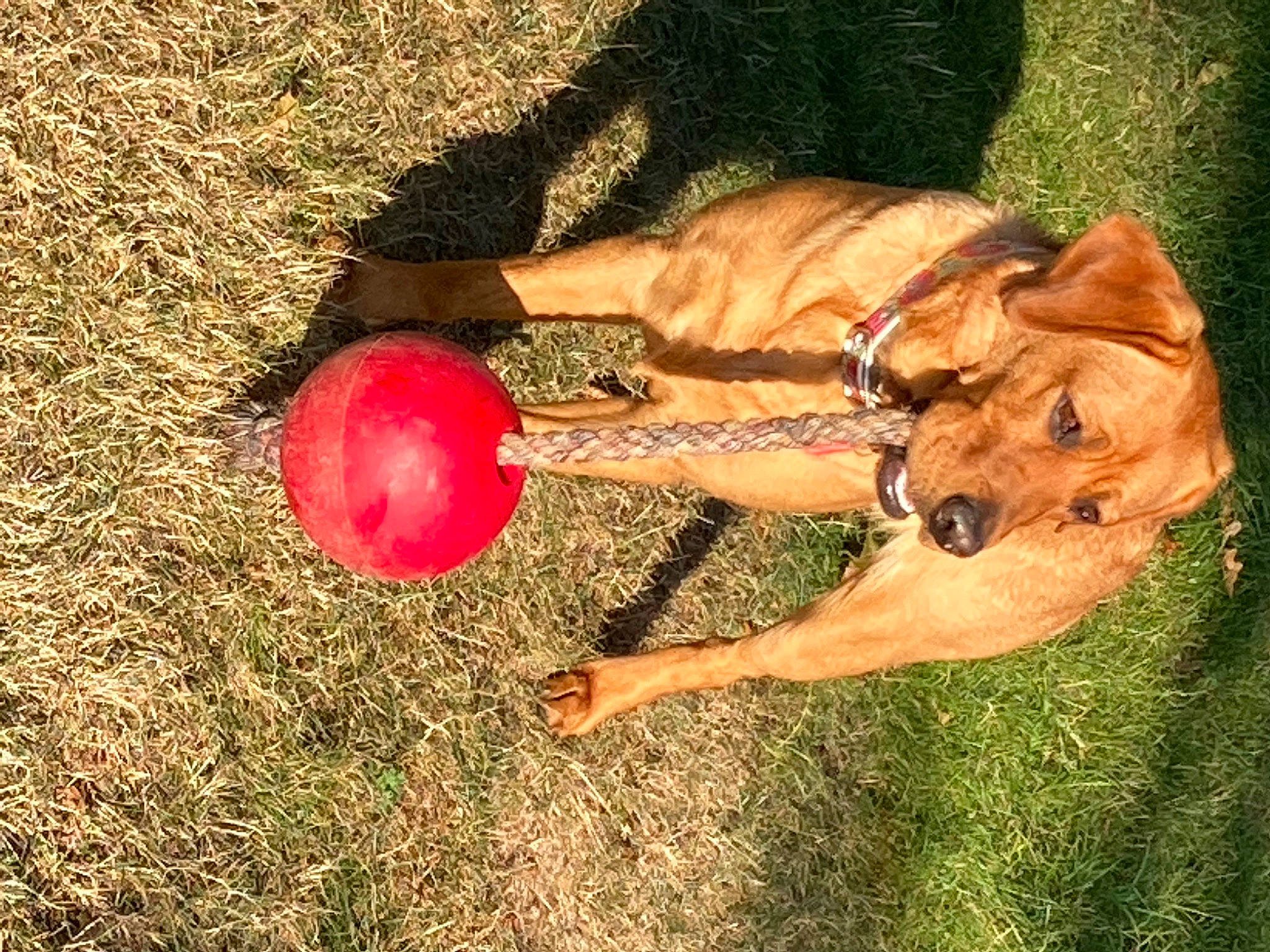 Molly Rose joined the competition — help win amazing prizes! ball, canidae, carnivore, dog, dog_breed, dog_toy, fawn, kong, rhodesian_ridgeback, sporting_group