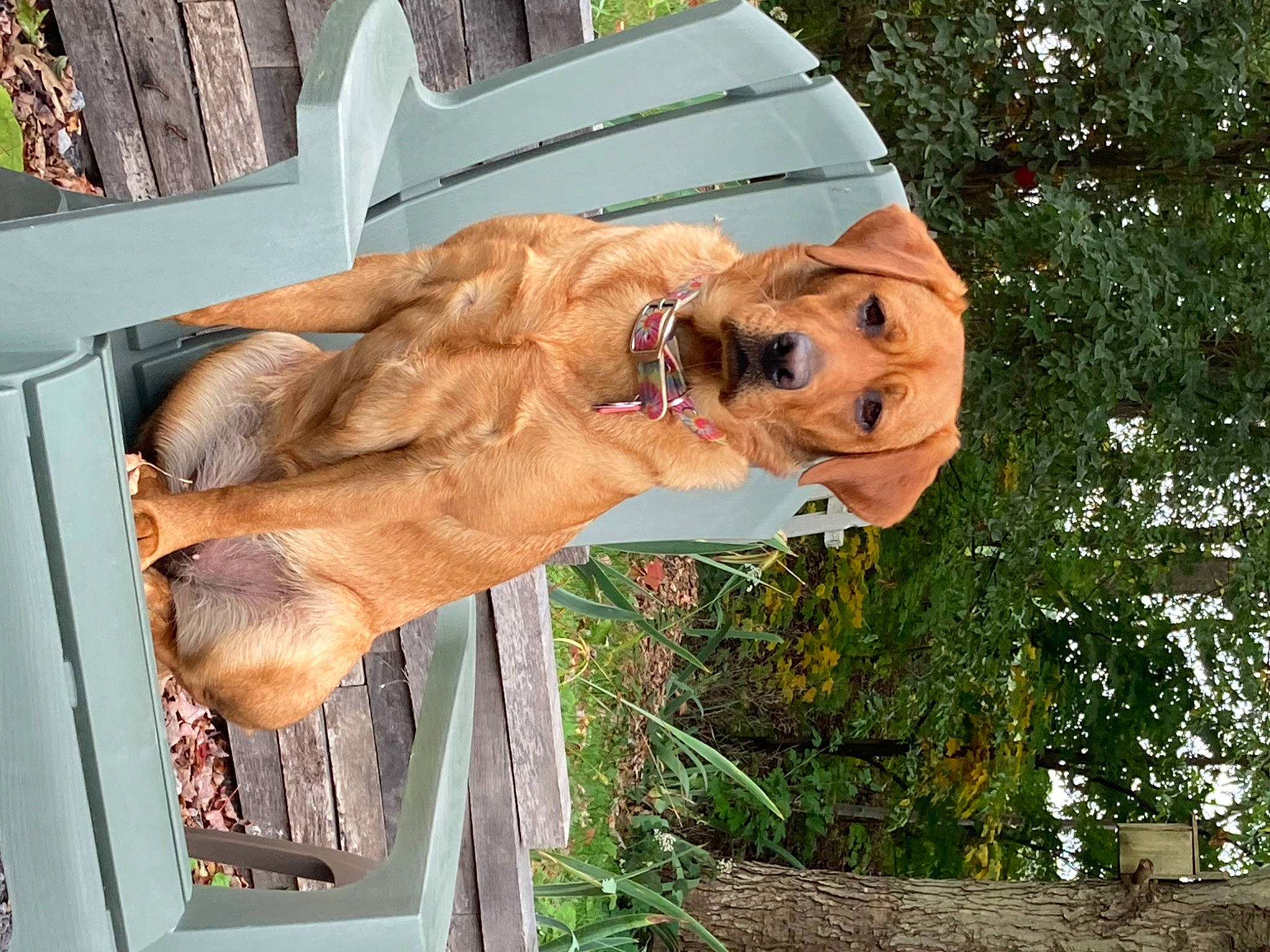 Molly Rose joined the competition — help win amazing prizes! black_mouth_cur, boerboel, bullmastiff, canidae, carnivore, dog, dog_breed, fawn, fila_brasileiro, muscle, rhodesian_ridgeback, tosa
