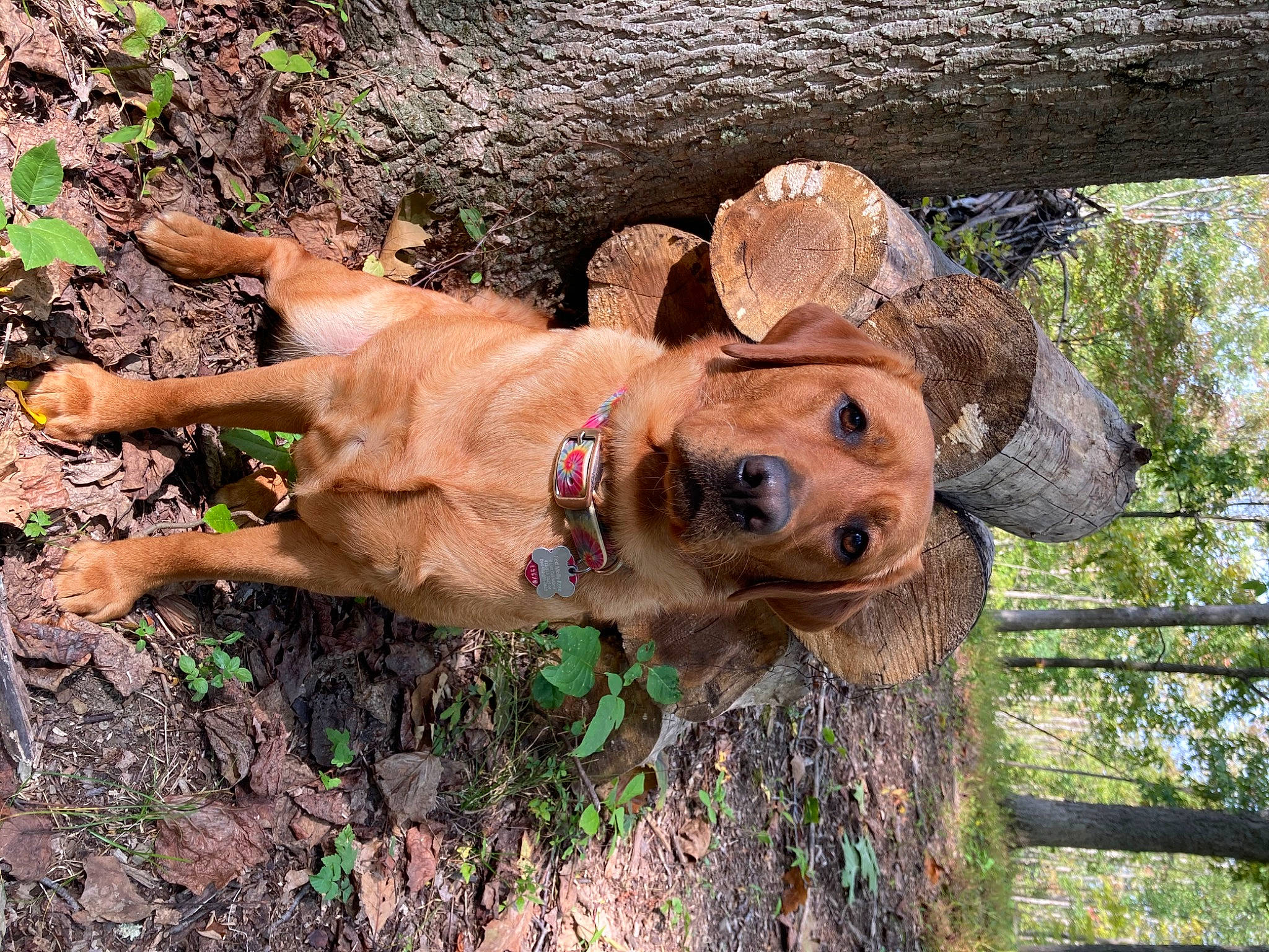Molly Rose joined the competition — help win amazing prizes! canidae, carnivore, coonhound, dog, dog_breed, fawn, mountain_cur, rhodesian_ridgeback, sporting_group, tree