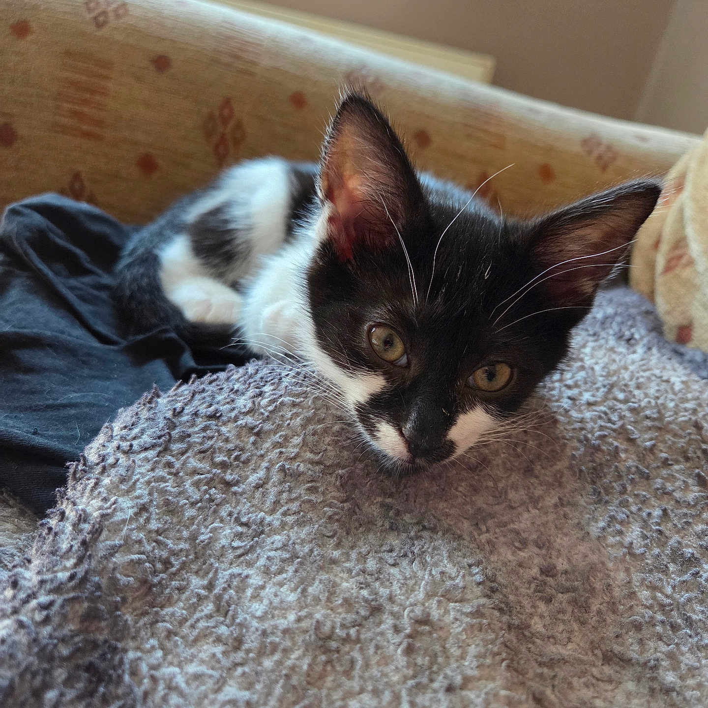 Oogie is registered to the contest to win money with this photo: animal, black_and_white, blanket, cat, closeup, couch, cozy, curtains, ears, eyes, fur, furniture, home, indoor, kitten, pet, resting, texture, whiskers, window