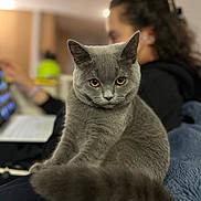 Angelica joined the competition — help win amazing prizes! amber_eyes, animal, blurred_background, cat, couch, cozy, curious, domestic_animal, feline, fur, gray_cat, home, indoor, laptop, person, pet, portrait, sitting, tail, whiskers