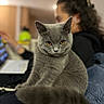 amber_eyes, animal, blurred_background, cat, couch, cozy, curious, domestic_animal, feline, fur, gray_cat, home, indoor, laptop, person, pet, portrait, sitting, tail, whiskers
