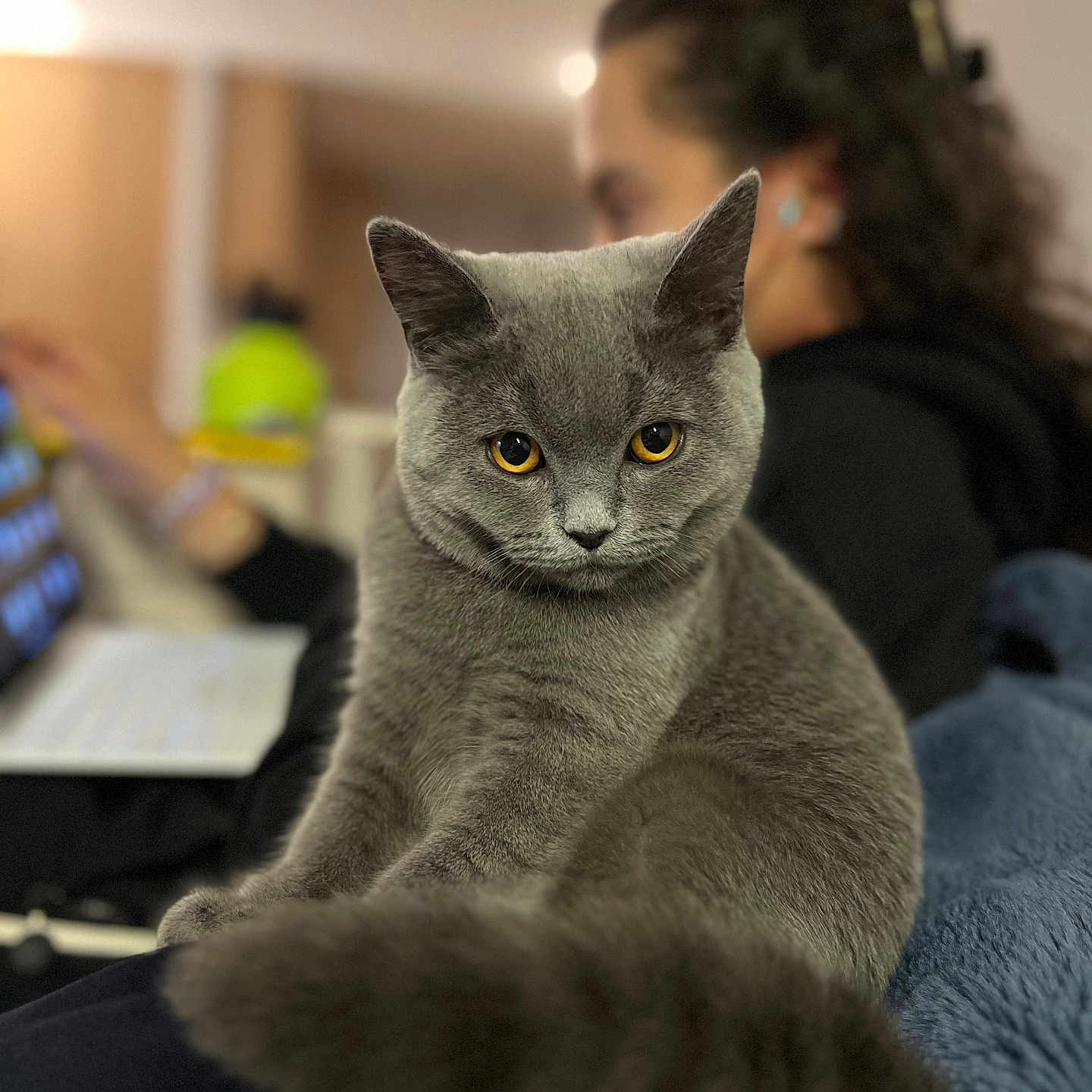 Angelica joined the competition — help win amazing prizes! amber_eyes, animal, blurred_background, cat, couch, cozy, curious, domestic_animal, feline, fur, gray_cat, home, indoor, laptop, person, pet, portrait, sitting, tail, whiskers