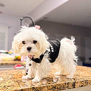 Snowy joined the competition — help win amazing prizes! dog, white_dog, small_dog, puppy, fur, pet, indoor, granite_countertop, black_shirt, curious, cute, domestic_animal, kitchen, blurry_background, standing, collar, bell, furry, animal, companion