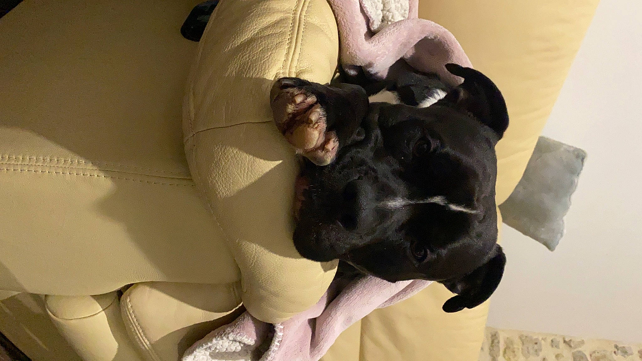 Sony participe au concours pour gagner de l'argent avec cette photo : arm, art, automotive_design, carmine, comfort, companion_dog, dog_breed, eye, fur, hand, head, headgear, human_body, human_leg, knee, linens, paper, personal_protective_equipment, sitting, thigh