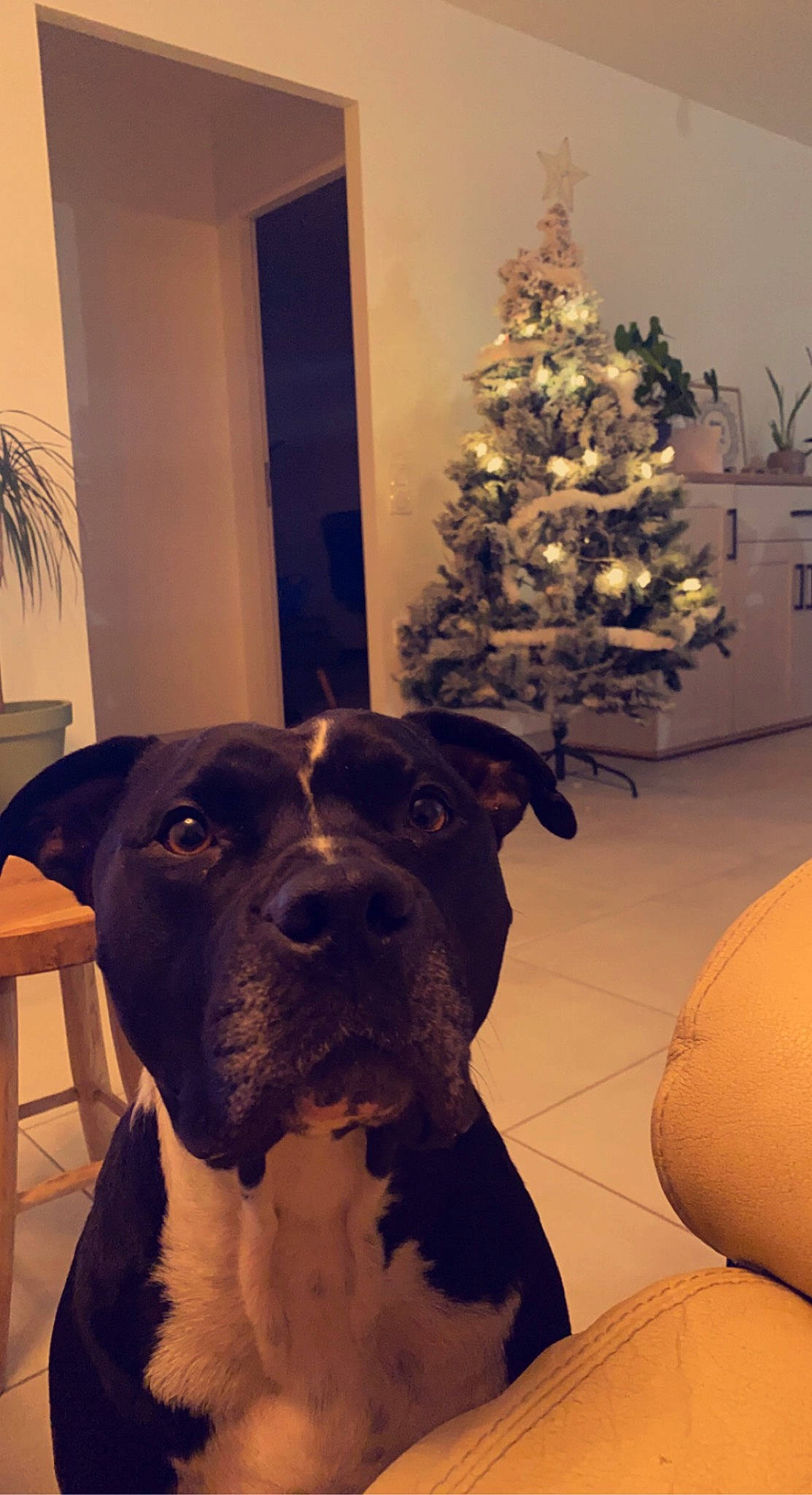 Sony a rejoint le concours — aidez-le/la à gagner de superbes lots ! carnivore, christmas_decoration, christmas_ornament, christmas_tree, companion_dog, dog, dog_breed, dog_collar, event, fawn, holiday, holiday_ornament, light, ornament, plant, snout, tints_and_shades, tree, whiskers, working_animal