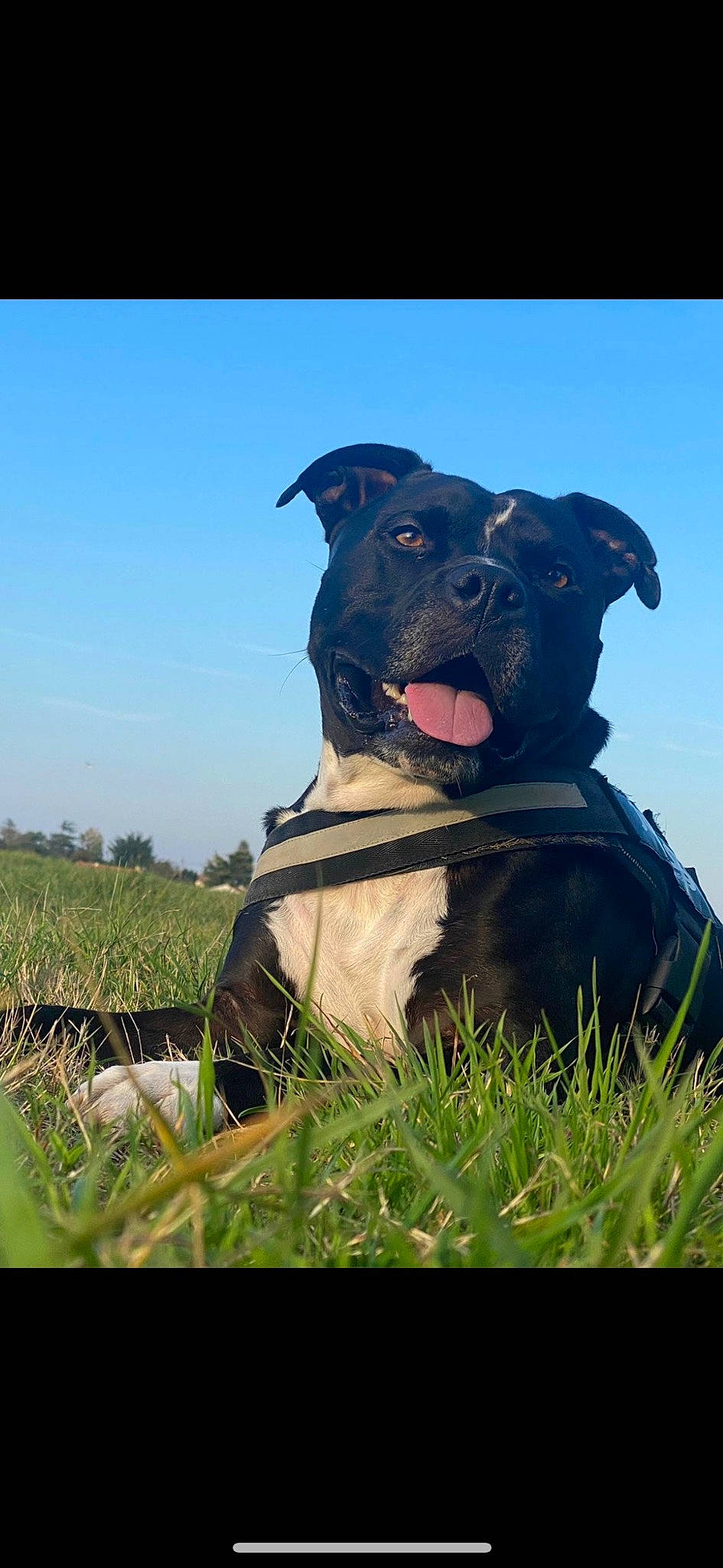 Sony a rejoint le concours — aidez-le/la à gagner de superbes lots ! art, carnivore, collar, companion_dog, dog, dog_breed, dog_collar, fawn, grass, grassland, guard_dog, gun_dog, liver, plant, pointing_breed, prairie, sky, snout, sporting_group, working_animal