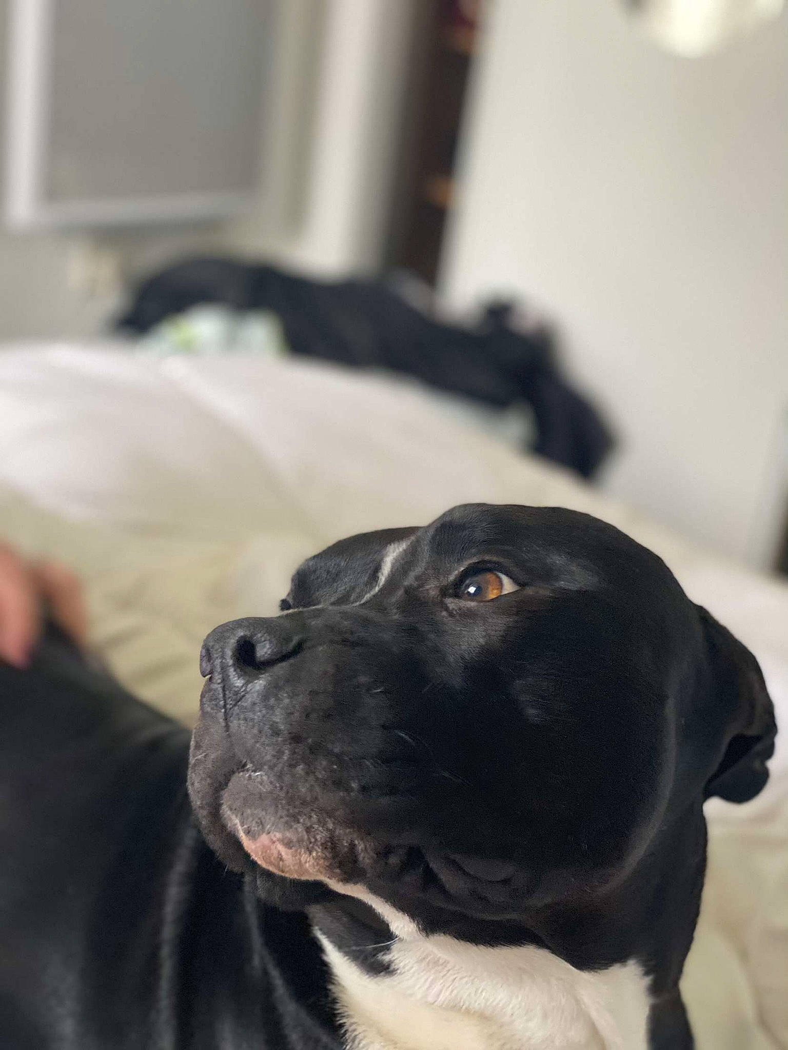 Sony participe au concours pour gagner de l'argent avec cette photo : borador, canidae, carnivore, comfort, companion_dog, dog, dog_breed, fawn, fur, guard_dog, non_sporting_group, sporting_group, whiskers, working_animal