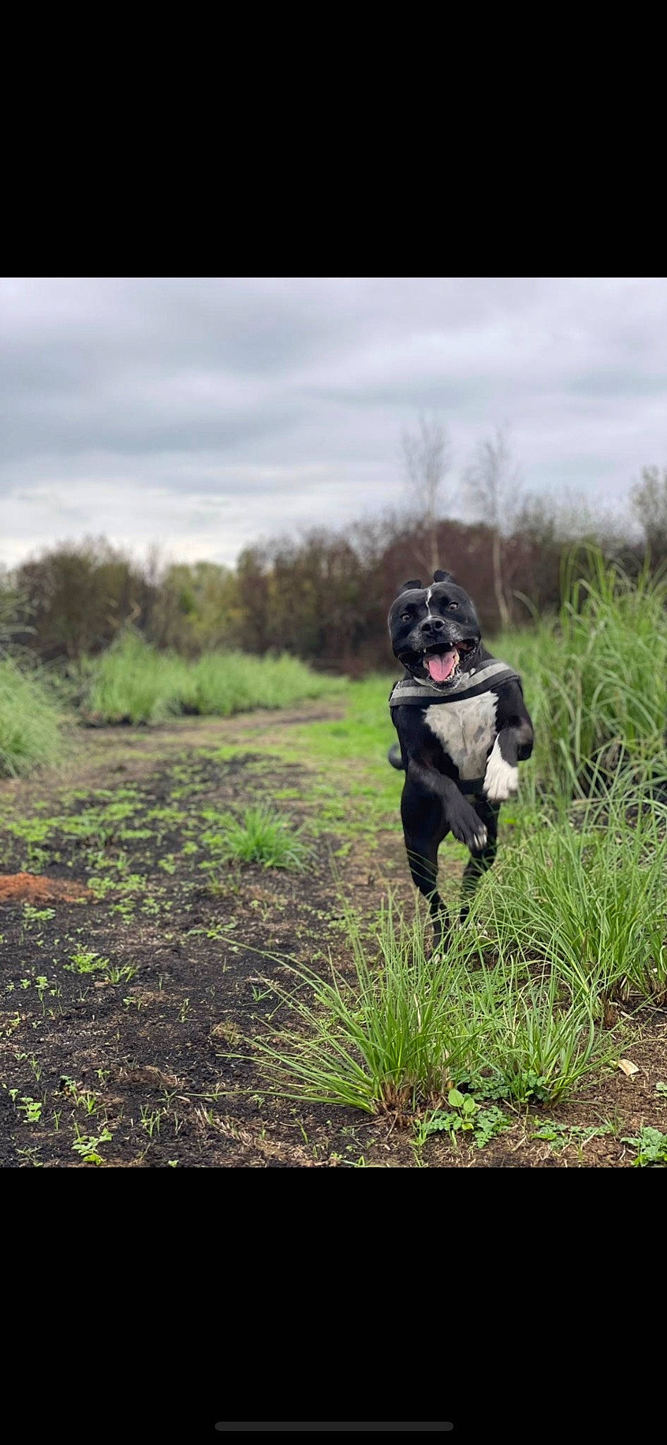 Sony participe au concours pour gagner de l'argent avec cette photo : canidae, carnivore, cloud, companion_dog, dog, dog_breed, grass, grassland, landscape, natural_landscape, pasture, personal_protective_equipment, plant, prairie, recreation, sky, soil, sporting_group, tree, walking