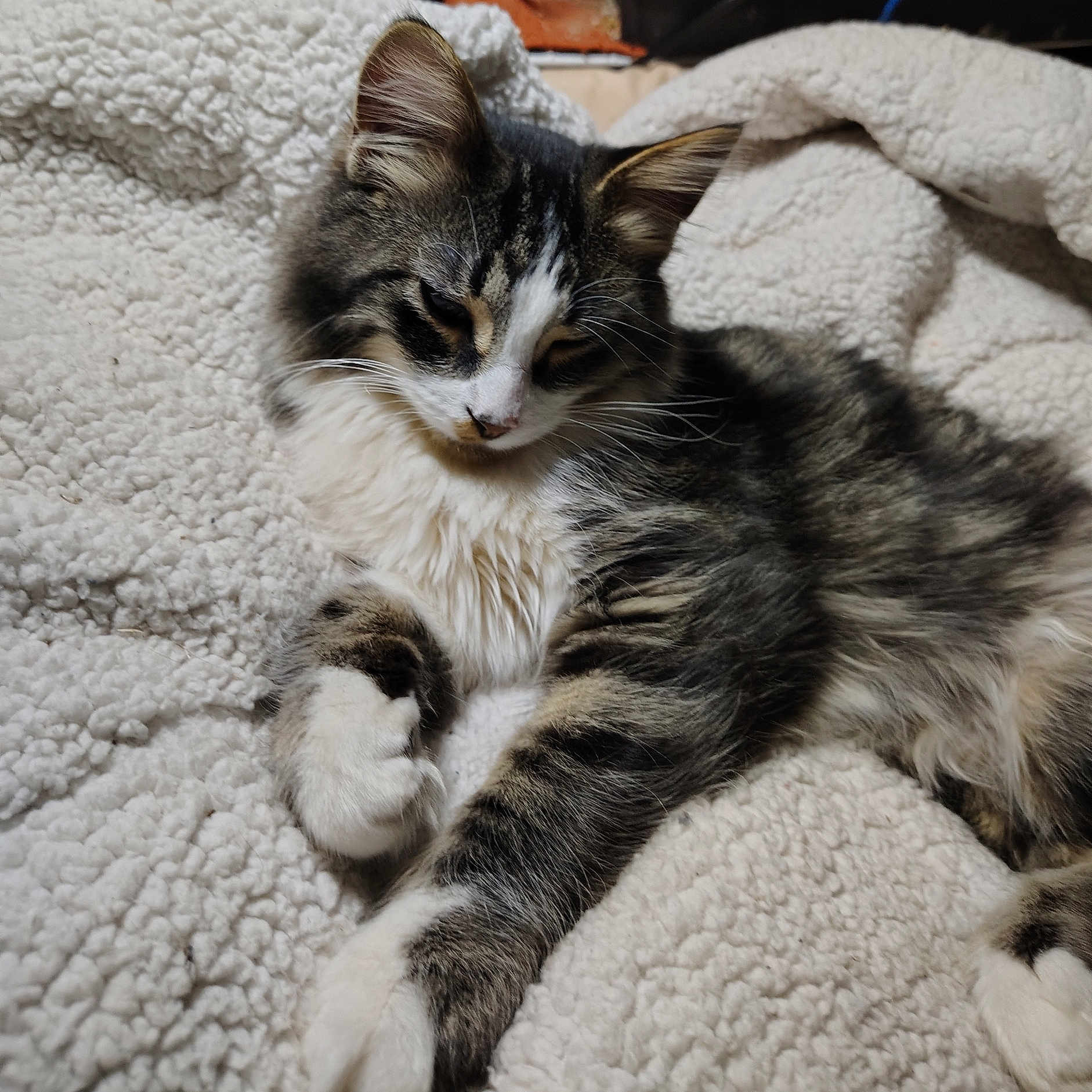 Bud is registered to the contest to win money with this photo: cat, tabby, white_paws, fluffy, relaxed, sleepy, pet, animal, feline, indoor, blanket, cozy, soft, fur, whiskers, ears, resting, cute, companion, comfort