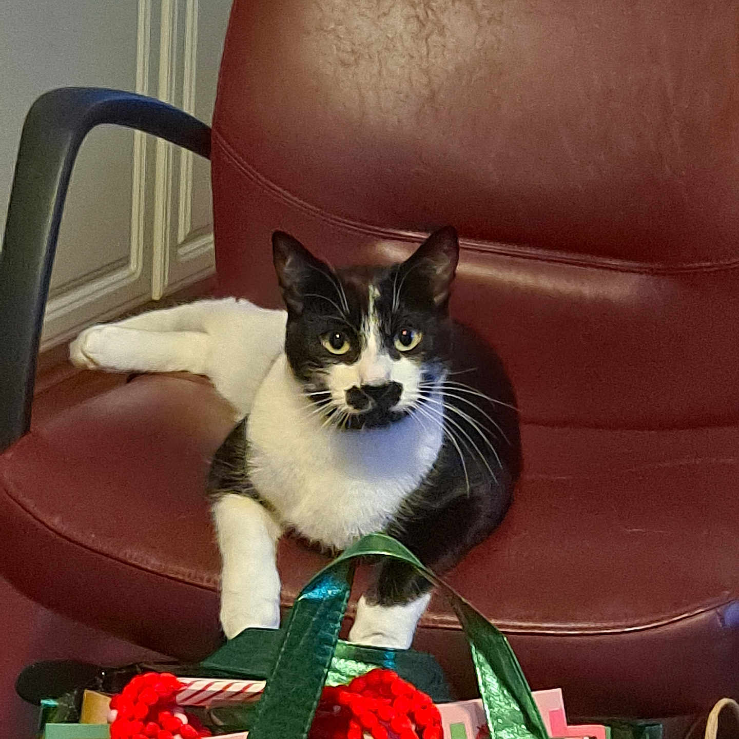 Felix joined the competition — help win amazing prizes! abyssinian, accessories, animal, architecture, armchair, bag, building, cat, chair, couch, flower, flowerarrangement, furniture, indoors, kitten, livingroom, manx, pet, plant, room