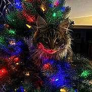 Petey joined the competition — help win amazing prizes! animal, cat, celebration, christmas_tree, closeup, colorful_lights, cozy, cute, dark_background, decorations, festive, fur, holiday_lights, indoor, night, pet, pine_branches, playful, tabby_cat, whiskers