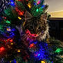 animal, cat, celebration, christmas_tree, closeup, colorful_lights, cozy, cute, dark_background, decorations, festive, fur, holiday_lights, indoor, night, pet, pine_branches, playful, tabby_cat, whiskers