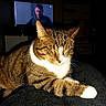animal, blurred_background, cat, closed_eyes, cozy, dark, feline, flash, fur, home, indoor, mammal, night, paw, pet, relaxing, resting, tabby, television, whiskers