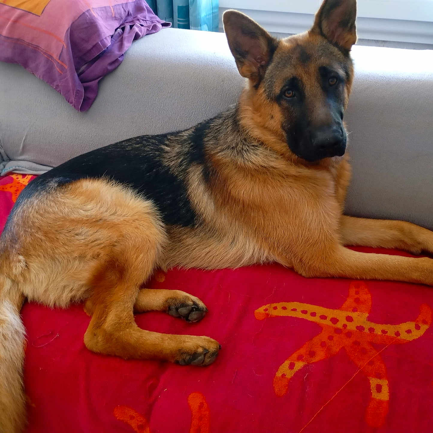 Arkan participe au concours pour gagner de l'argent avec cette photo : dog, german_shepherd, pet, animal, indoor, couch, blanket, red_blanket, starfish_pattern, fur, ears, tail, relaxed, looking_at_camera, home, living_room, comfort, resting, canine, portrait