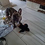 Molly a rejoint le concours — aidez-le/la à gagner de superbes lots ! animal, bulldog, canine, dog, frenchbulldog, hardwood, homedecor, hound, indoors, interiordesign, person, pet, pitbull, plate, pug, puppy, rug, tile, toy, wood