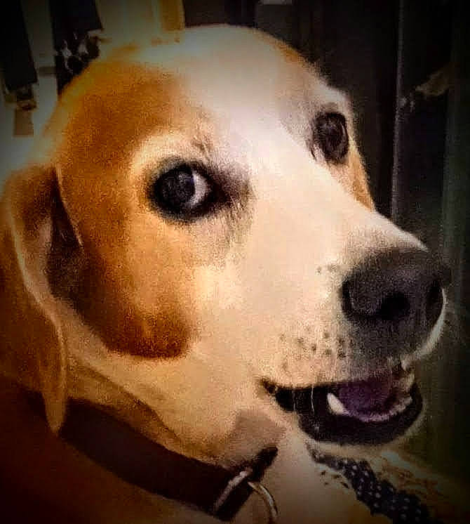 Buddy joined the competition — help win amazing prizes! canidae, carnivore, companion_dog, dog, dog_breed, dog_collar, ear, eye, fawn, fur, happy, head, no_expression, pet_supply, puppy_love, selfie, snout, sporting_group, whiskers, working_animal