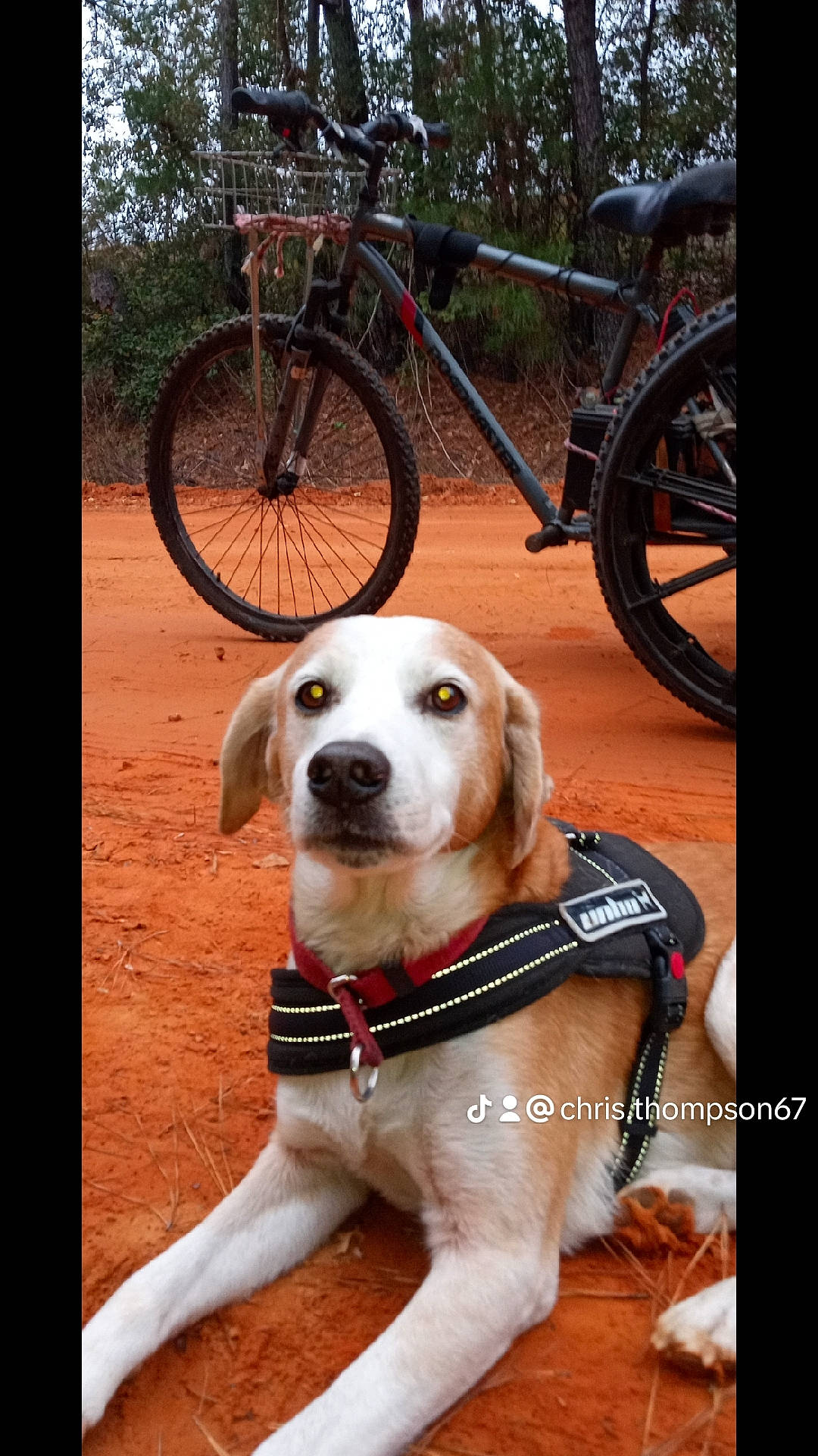 Buddy is registered to the contest to win money with this photo: bicycle, bicycle_handlebar, bicycle_tire, bicycle_wheel, bicycle_wheel_rim, bicycles_equipment_and_supplies, carnivore, collar, companion_dog, crankset, dog, dog_breed, dog_collar, dog_supply, fender, pet_supply, plant, tire, vehicle, wheel