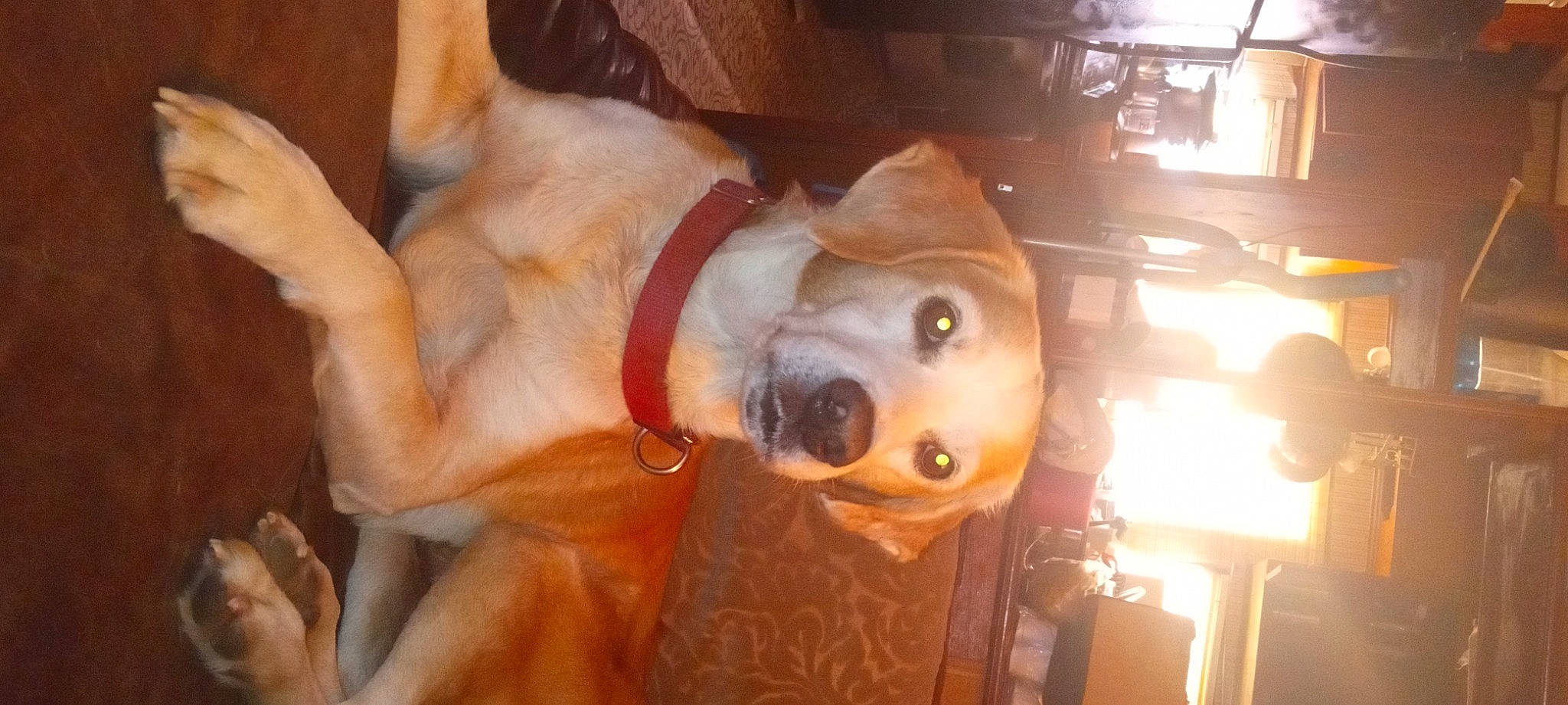 Buddy is registered to the contest to win money with this photo: ancient_dog_breeds, carnivore, collar, companion_dog, dog, dog_breed, dog_collar, dog_supply, fawn, fur, guard_dog, liver, non_sporting_group, pet_supply, snout, sporting_group, whiskers, wood, working_animal, working_dog