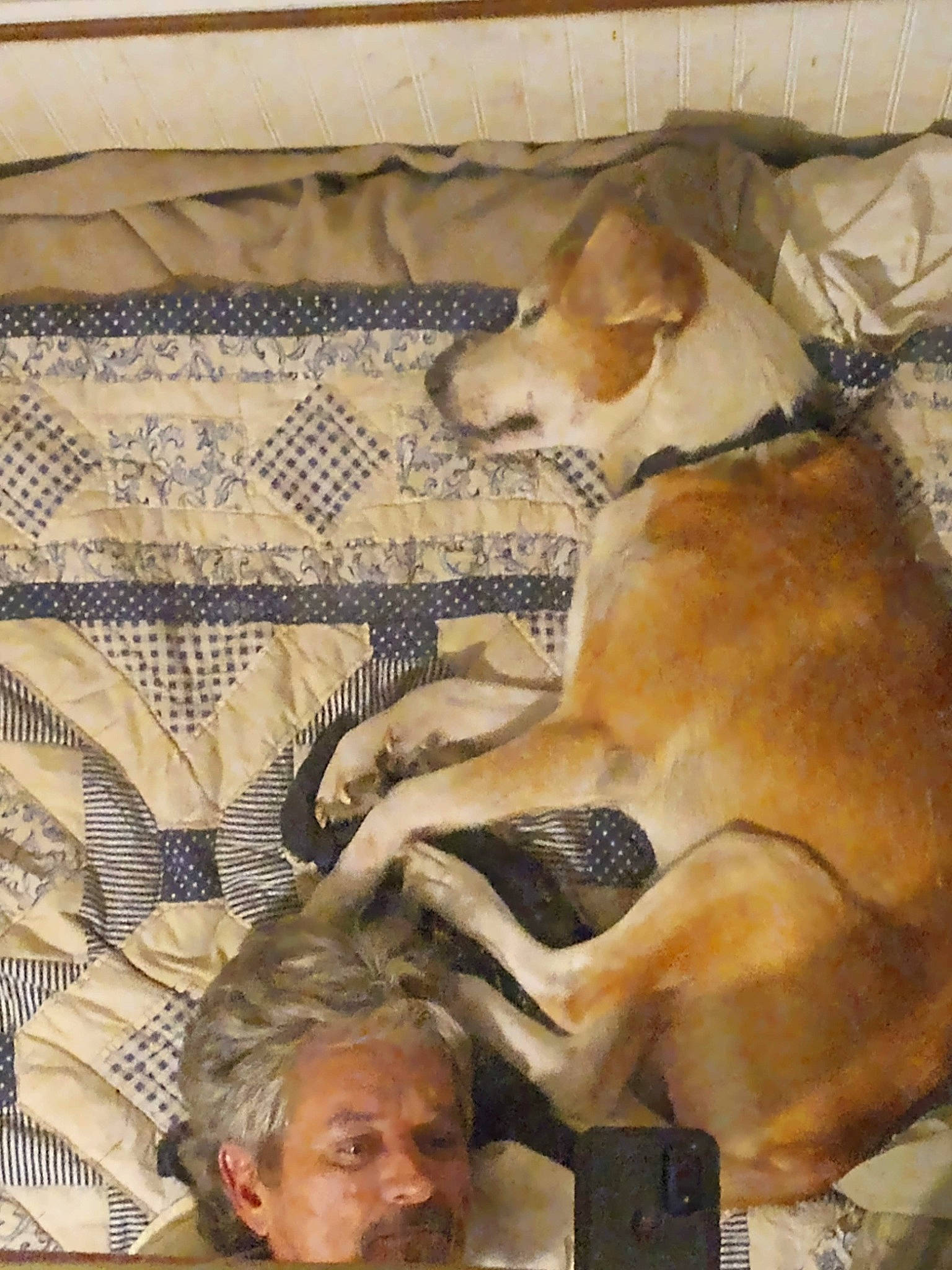 Buddy is registered to the contest to win money with this photo: ancient_dog_breeds, art, carnivore, comfort, companion_dog, dog, dog_breed, fawn, fur, linens, non_sporting_group, sculpture, sporting_group, toy_dog, visual_arts, wood, wrinkle