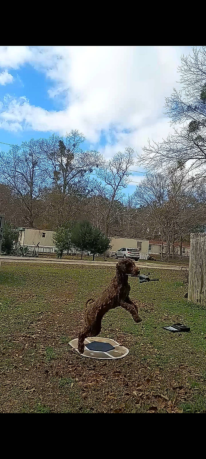 Teddy is registered to the contest to win money with this photo: branch, carnivore, cloud, grass, grassland, landscape, lawn, meadow, natural_landscape, people_in_nature, plant, recreation, sculpture, sky, soil, tail, tints_and_shades, tree, trunk, wood