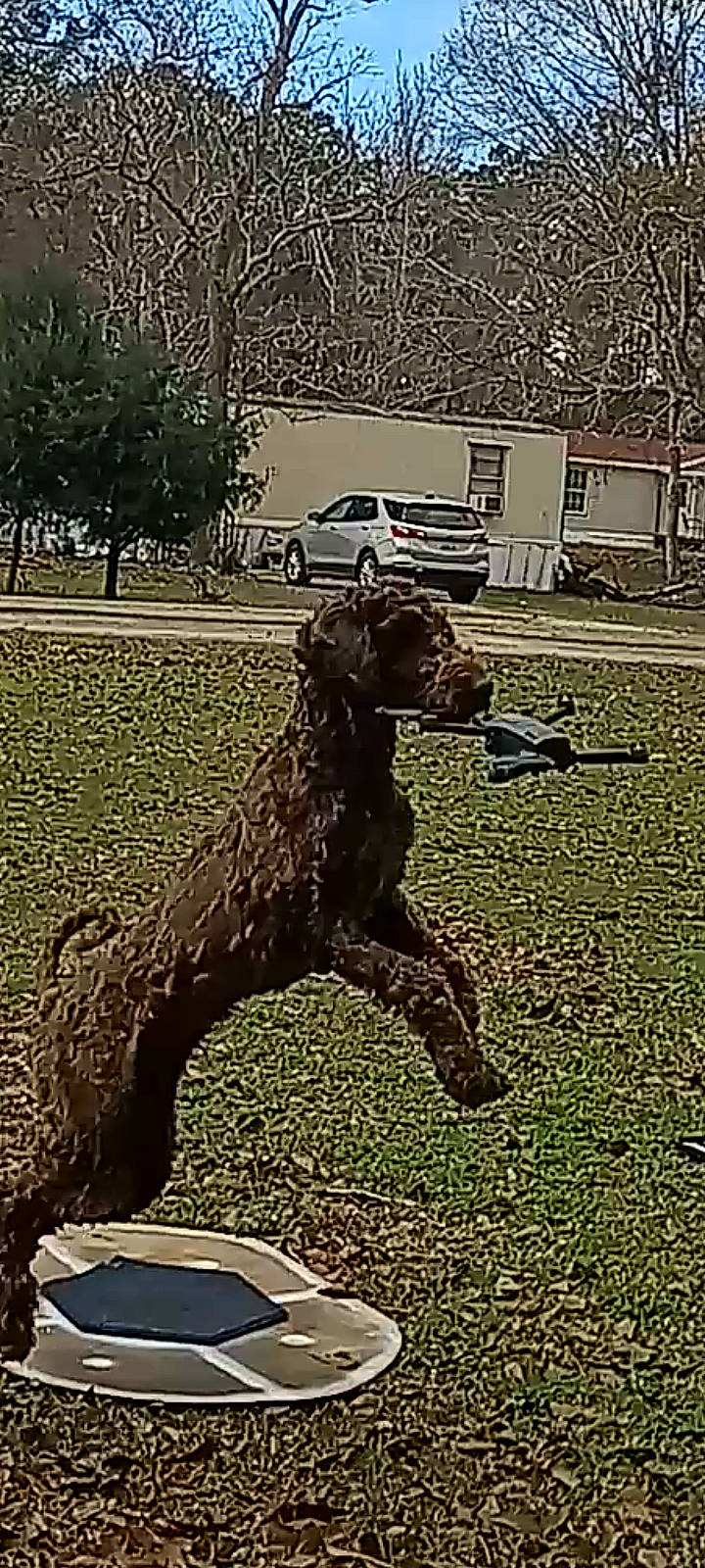 Teddy is registered to the contest to win money with this photo: art, big_cats, car, environmental_art, felidae, grass, landscape, lion, metal, sculpture, soil, statue, tail, terrestrial_animal, tree, trunk, wheel, window, wood, working_animal