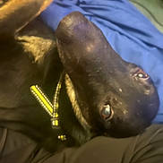 Apollo is registered to the contest to win money with this photo: dog, pet, collar, lying_down, close_up, black_fur, bed, fabric, blue, brown, animal, domestic_animal, relaxed, cute, indoor, looking_up, snout, ears, fur, resting