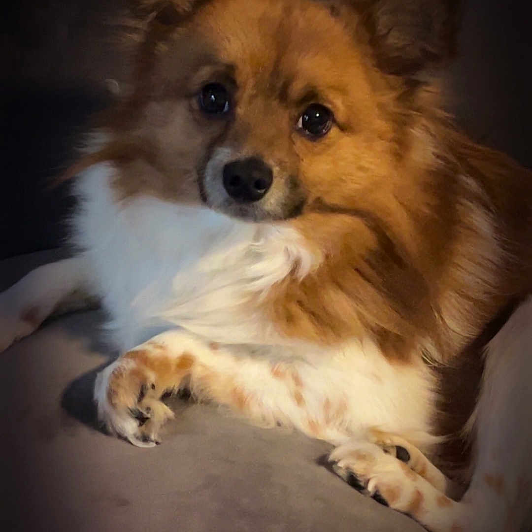 Buddy Bear