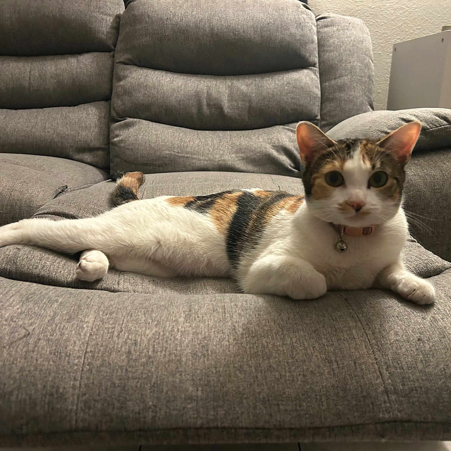 Neyla joined the competition — help win amazing prizes! cat, calico, pet, feline, indoor, sofa, recliner, gray, relaxed, animal, domestic, fur, whiskers, collar, bell, cute, alert, home, comfortable, resting