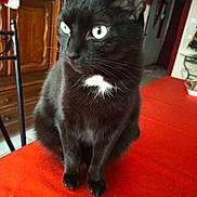 Dora a rejoint le concours — aidez-le/la à gagner de superbes lots ! animal, background, black_cat, cat, cozy, curious, domestic, ears, eyes, furniture, holiday_decor, home, indoor, pet, red_surface, sitting, table, whiskers, white_patch, wooden_cabinet