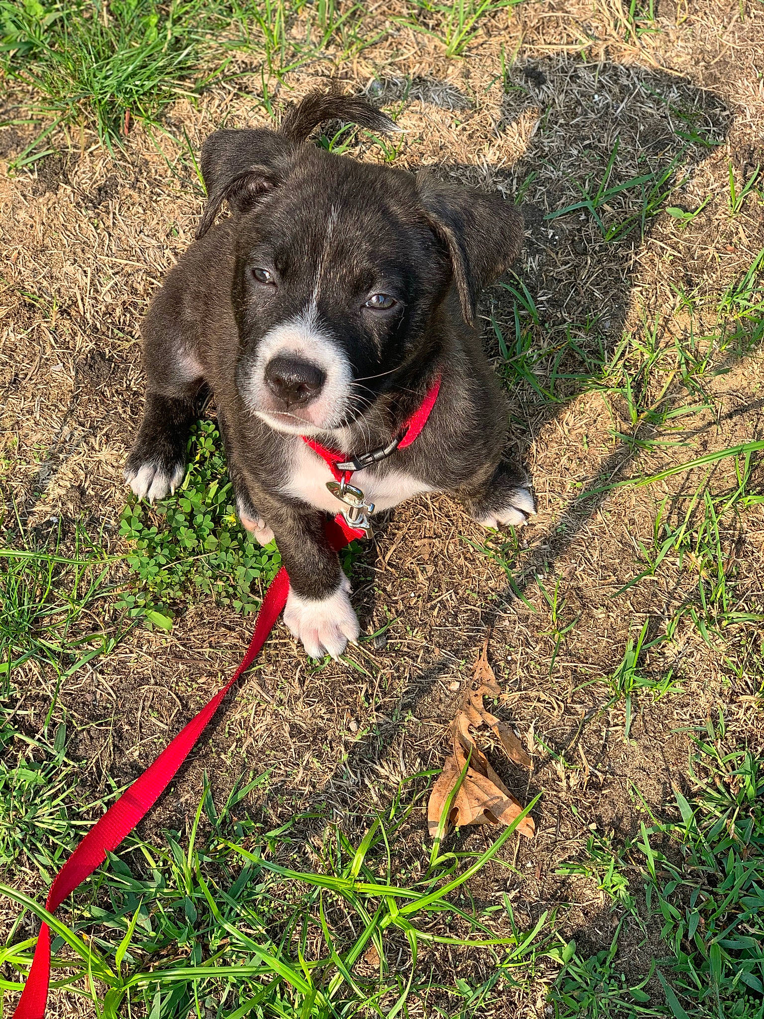 Kimbo is registered to the contest to win money with this photo: adventure, canidae, carnivore, collar, companion_dog, dog, dog_breed, dog_collar, dog_supply, grass, herding_dog, leash, plant, snout, soil, sporting_group, tail, whiskers, working_animal, working_dog