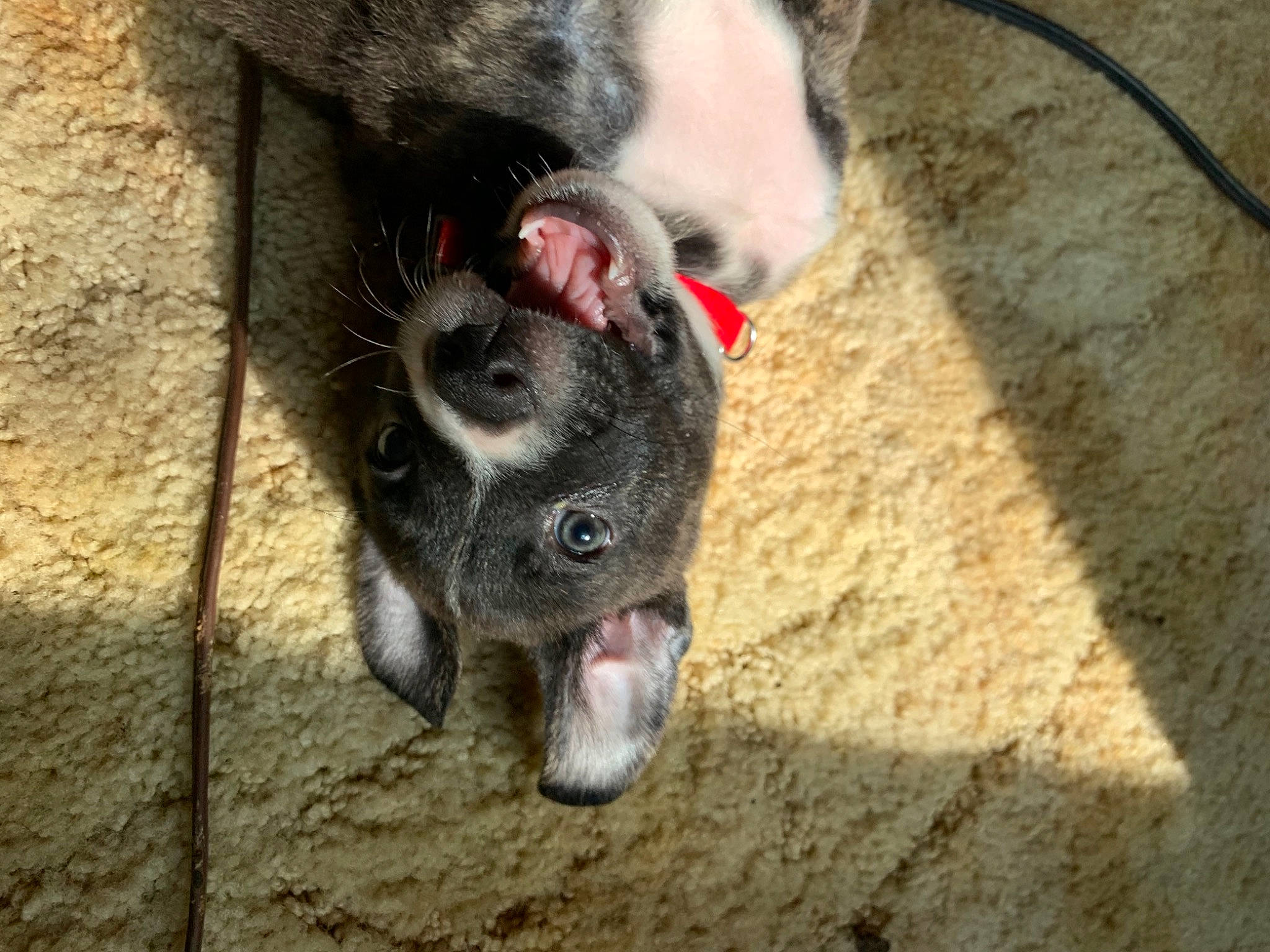 Kimbo is registered to the contest to win money with this photo: canidae, carnivore, companion_dog, dog, dog_breed, domestic_pig, fawn, foot, fur, livestock, non_sporting_group, paw, puppy, snout, sporting_group, suidae, terrestrial_animal, whiskers, working_animal, wrinkle