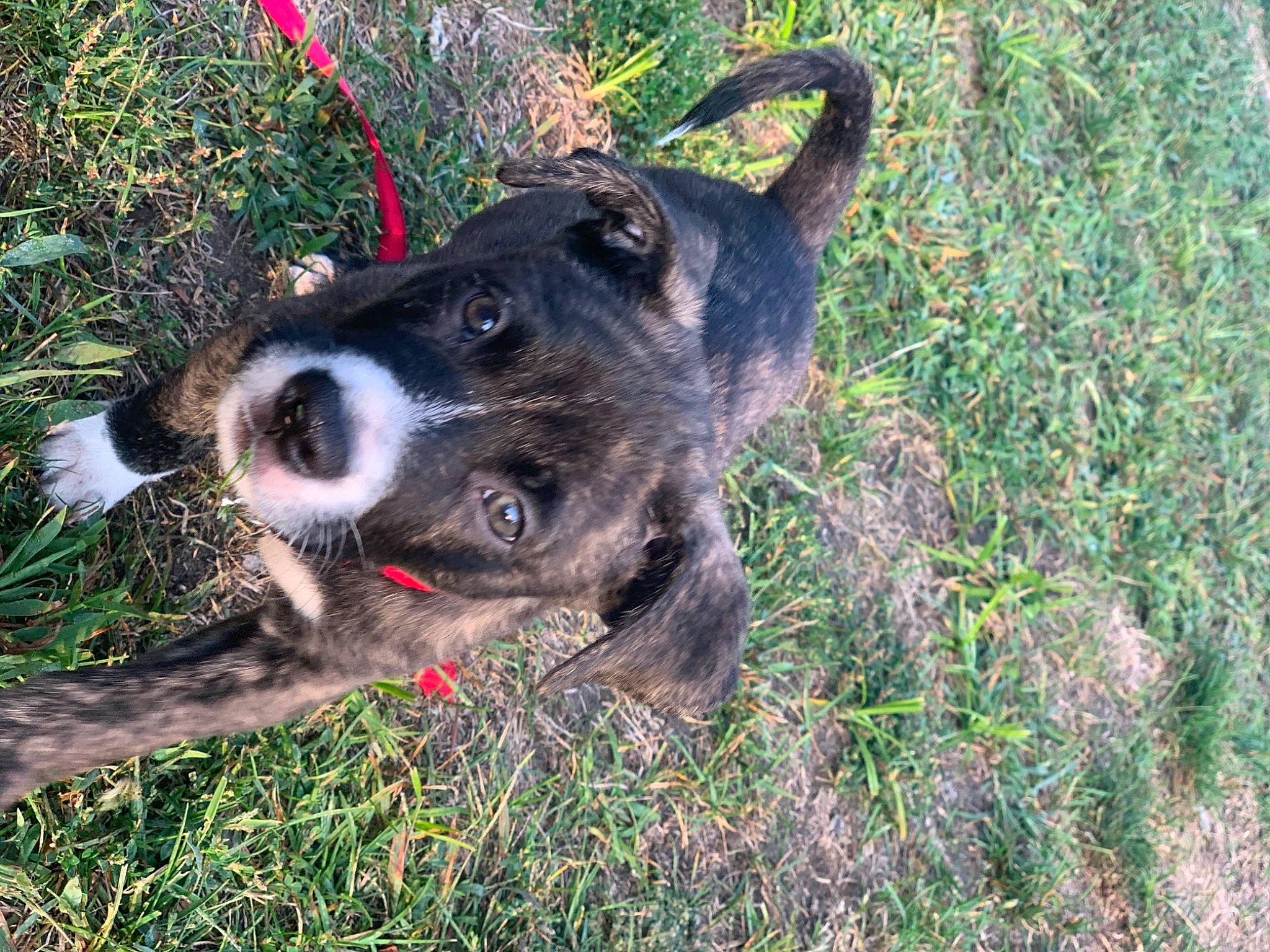 Kimbo joined the competition — help win amazing prizes! borador, canidae, carnivore, collar, companion_dog, dog, dog_breed, dog_collar, fawn, grass, groundcover, guard_dog, leash, plant, snout, sporting_group, tail, whiskers, working_animal, working_dog