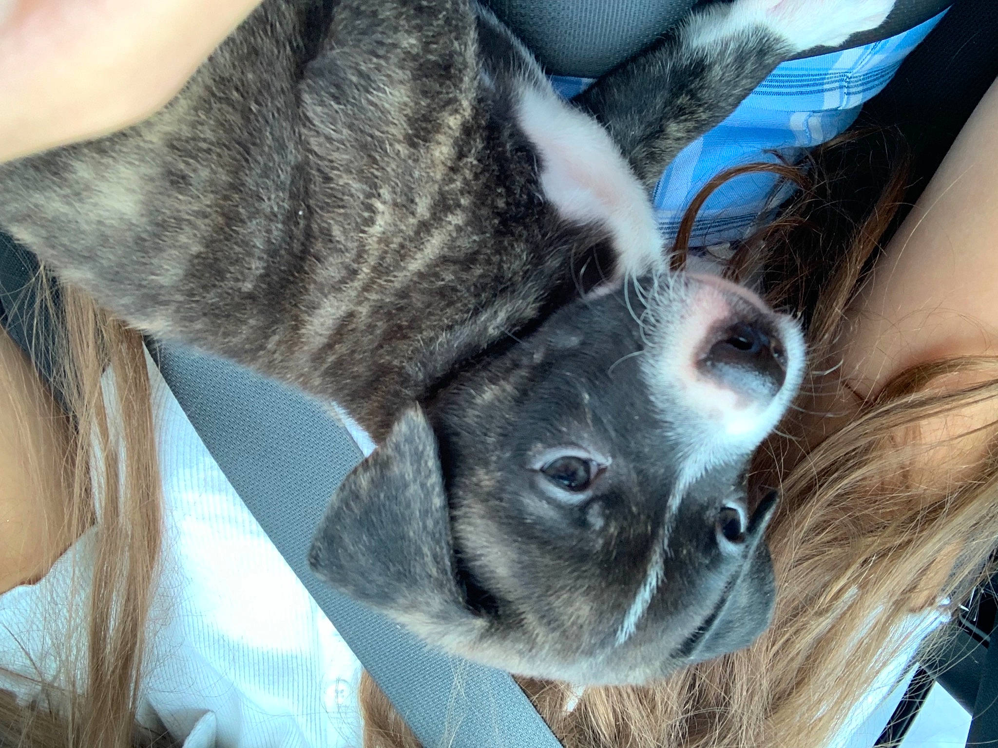 Kimbo joined the competition — help win amazing prizes! beard, carnivore, comfort, companion_dog, dog_breed, ear, eyelash, fawn, felidae, gesture, glasses, grey, leg, selfie, small_to_medium_sized_cats, snout, sunglasses, tree, whiskers, working_animal