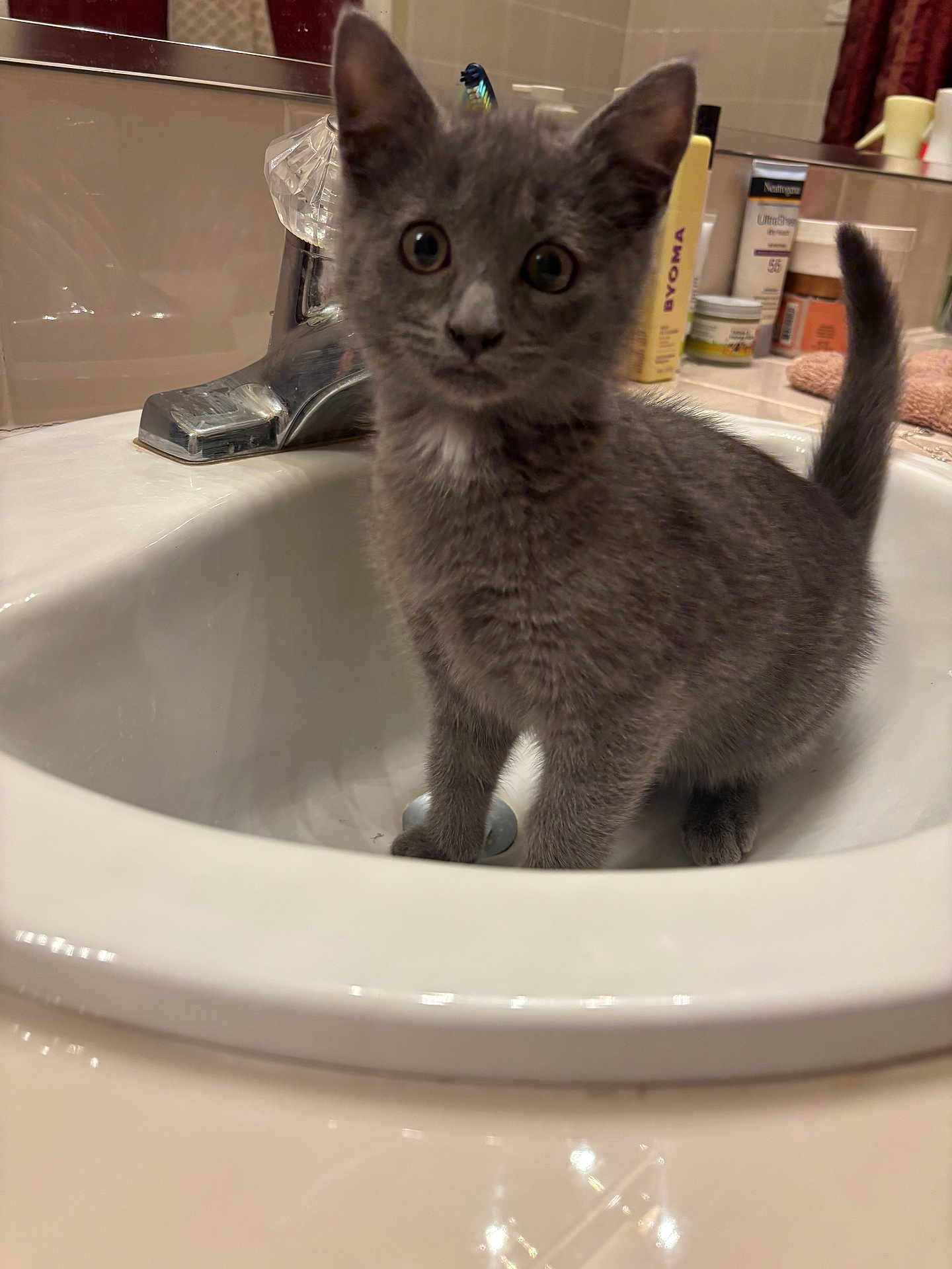 Earl Grey joined the competition — help win amazing prizes! kitten, gray_cat, sink, bathroom, curious, wide_eyed, pet, domestic_animal, fur, whiskers, tail, cute, young, indoor, household, faucet, countertop, toiletries, still_life, animal