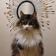 Buzzz participe au concours pour gagner de l'argent avec cette photo : animal, cat, cute, decor, domestic_cat, ears, face, fluffy, fur, furniture, indoor, long_hair, mirror, pet, portrait, round, sitting, table, wall, whiskers